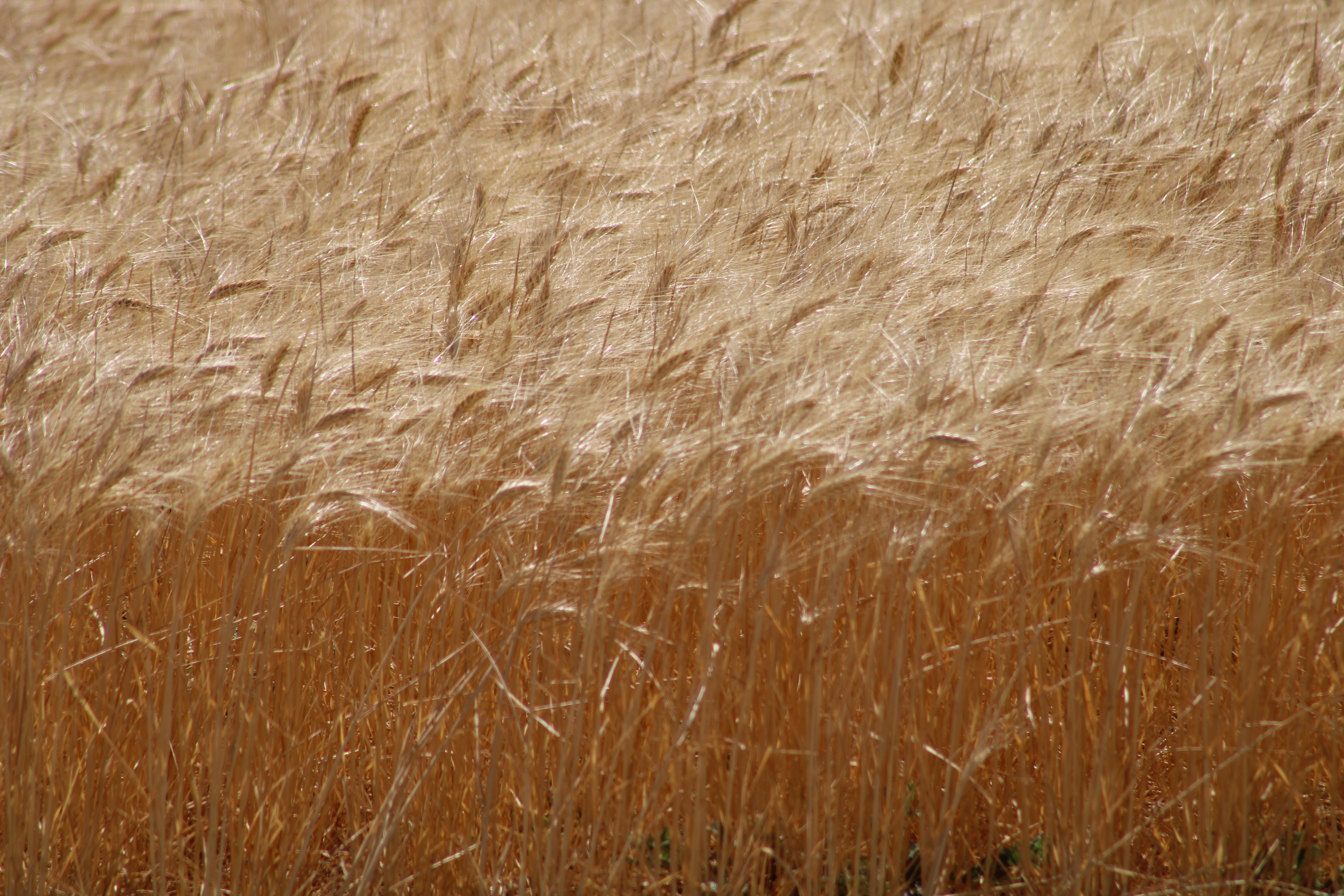 Wheat Fields on the Island Unit