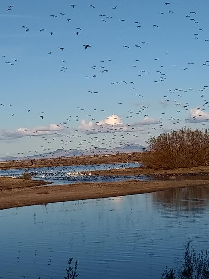 Ducks on Long Pond