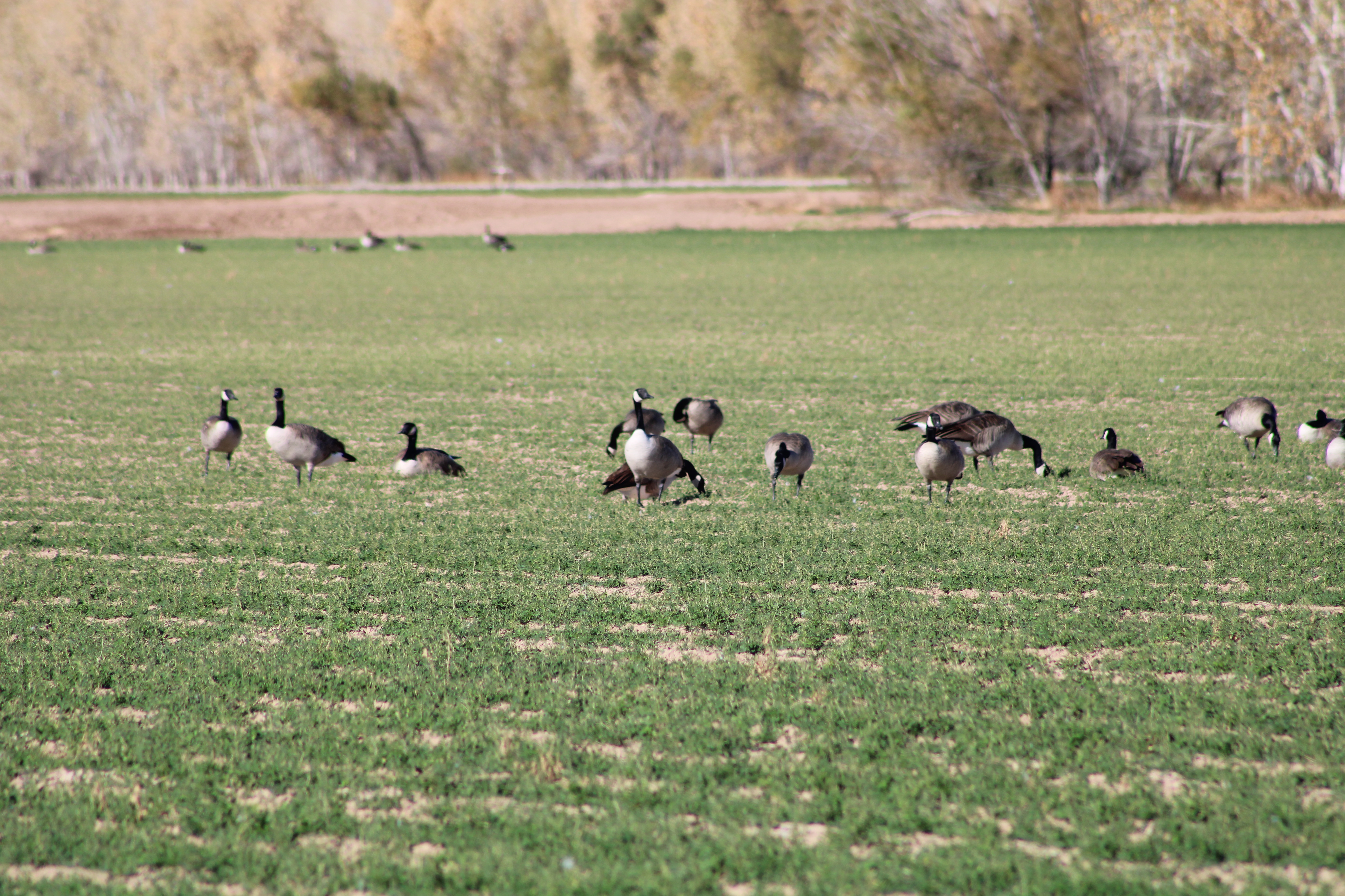 Geese in Alfalfa