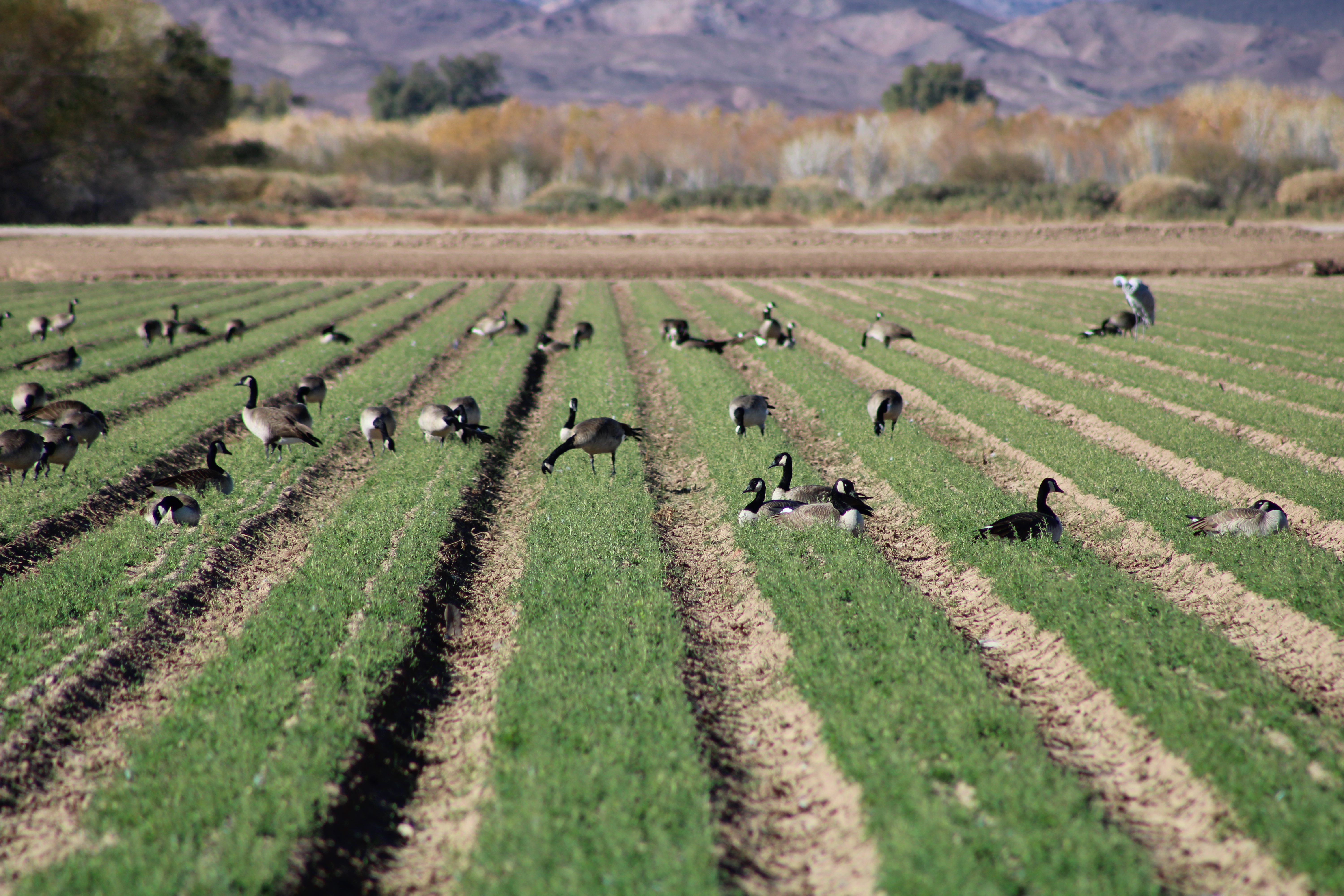 Geese resting in alfalfa.